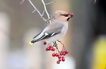 Bird Watching Private Tour in Copenhagen