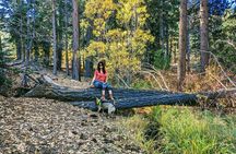 Big Bear Fall Colors Hiking Tour in Southern California