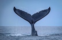 Half Day Whale Watching in a Small Shared Group