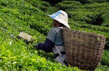 Cameron Highlands & Batu Caves Private Tour from Kuala Lumpur