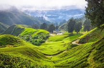 Private Cameron Highlands Day Trip from Ipoh City