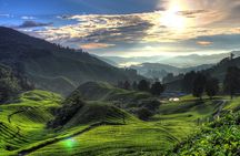 Cameron Highlands & Batu Caves Private Tour from Kuala Lumpur