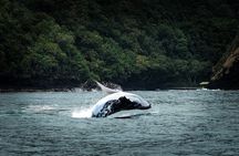Half Day Whale Watching in a Small Shared Group