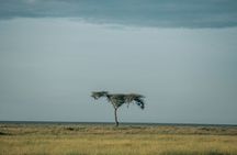 3-Day Manyara, Tarangire and Ngorongoro Crater