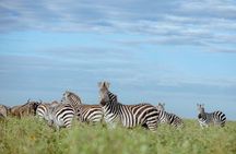 3-Day Manyara, Tarangire and Ngorongoro Crater