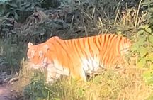 2 Nights 3 Days Chitwan National Park Package with Jeep Safari