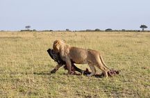 Nairobi City Excursion