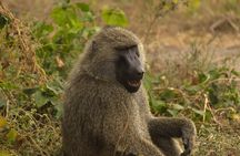 Experience and Visit Tarangire National Park