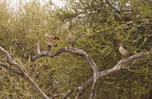 Experience and Visit Tarangire National Park
