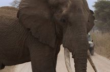 Experience and Visit Tarangire National Park
