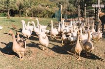 Gallura Picnic in the Farm with Animals