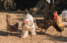 Gallura Picnic in the Farm with Animals