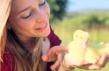 Gallura Picnic in the Farm with Animals