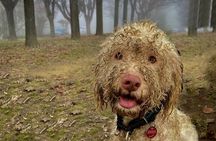 Truffle Hunting and Lunch in Piedmont Trattoria