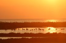 Sunset among flamingos in the Ebro Delta