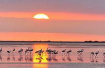 Sunset among flamingos in the Ebro Delta