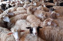 Day with the Shepherd and Lunch in Arzana