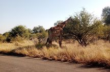 Kruger Park Safari from Maputo 