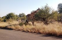 Kruger Park Safari from Maputo 