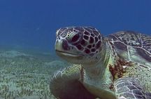 Private Abu Dabbab Snorkeling with Turtles & Transfer - Soma Bay