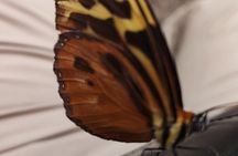 Private Hike through the Waterfalls of the Mindo Cloud Forest