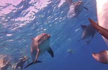 Dolphin trip with private speedboat and snorkeling