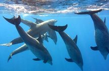 Dolphin trip with private speedboat and snorkeling