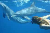 Dolphin trip with private speedboat and snorkeling