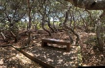 Elfin Forest Nature Tour with Local Sweet and Savory Tasting