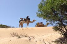 Day Tour on Dromedary and Overnight Stay Near Essaouira Morocco