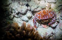 Night Dive Adventure in Oahu