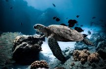 Turtle Canyon Snorkel Tour - Semi-private: 6 passenger max