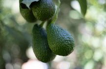Katikati Avocado Adventure