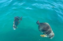 Magnetic Island Snorkel Jet Ski Tour