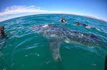 Small group whale shark experiences in La Paz