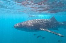 Small group whale shark experiences in La Paz