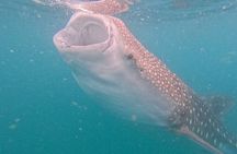 Small group whale shark experiences in La Paz