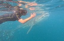 Small group whale shark experiences in La Paz