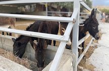 Cypriot Traditions and Donkey Adventures