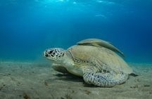 Full day Trip Abu Dabbab Snorkel with Turtles & Lunch - Hurghada