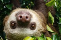 Rainforest and Waterfall Tour with Chocolate and Coffee 