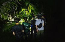 Explore a Rainforest teeming with Wildlife at Night!