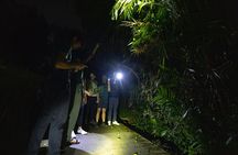 Explore a Rainforest teeming with Wildlife at Night!
