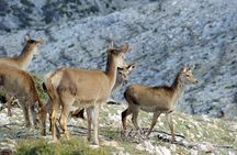 Mount Parnitha, Bafi Refuge & Lake Beletsi Half-Day Private Tour