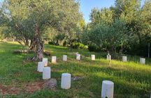 Olive Oil Tour with tasting Wine & Traditional Food 