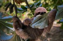 Half-Day Zip Line Combo: Beaches and Wildlife Encounter in roatan