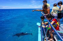 Snorkeling with Sea Turtles in Waikiki Hawaii Boat Tour