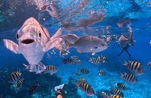 Cozumel's Best: Snorkel Adventure in El Cielo and El Cielito