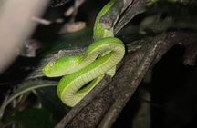 Walking Guided Tour in Monteverde Reserve