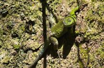 Walking Guided Tour in Monteverde Reserve